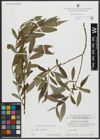 Foto von Salix alba L. x Salix fragilis L.